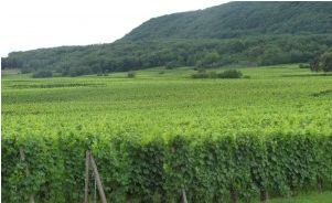 route des vins d'Alsace