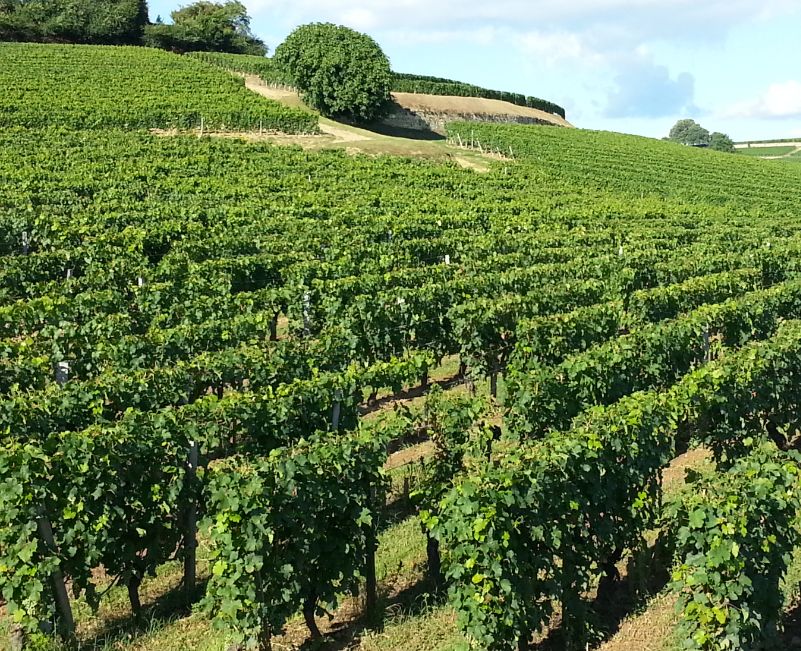 quelques vignes de la ville